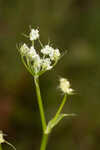 Coastal plain angelica